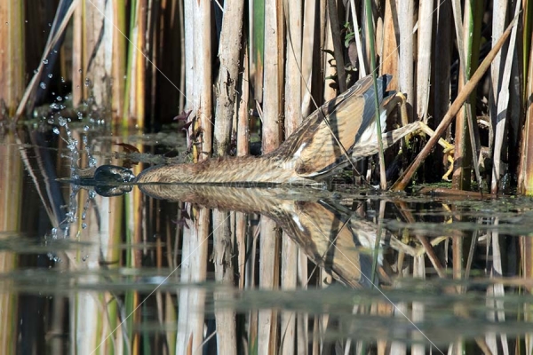 Klikni za ogled večje slike