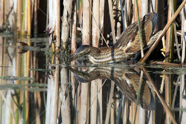 Klikni za ogled večje slike