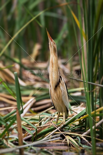 Klikni za ogled večje slike