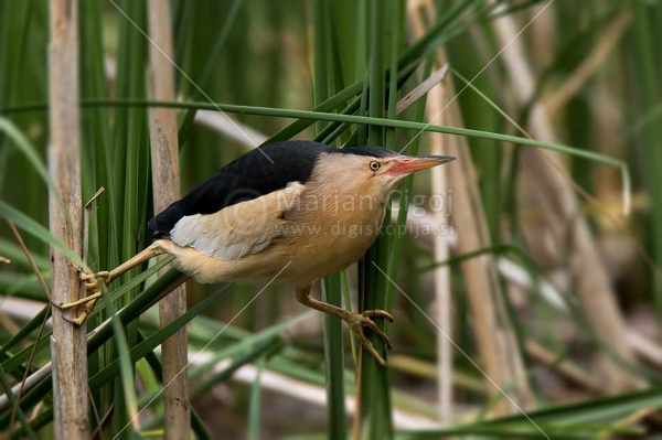 Klikni za ogled večje slike