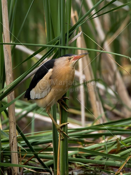 Klikni za ogled večje slike