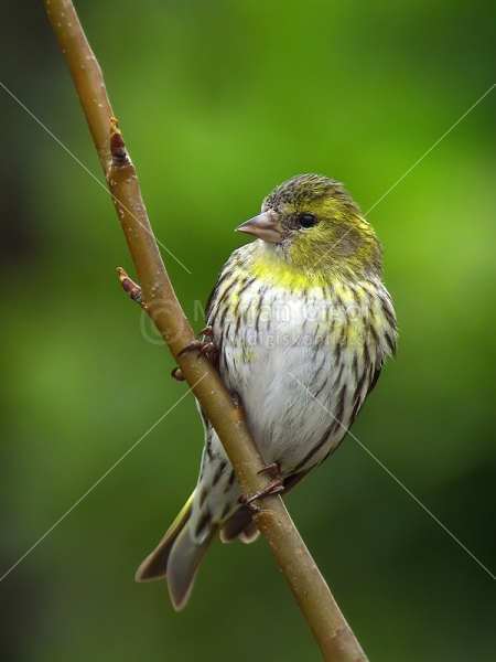 Klikni za ogled večje slike