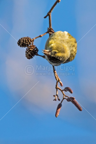 Klikni za ogled večje slike