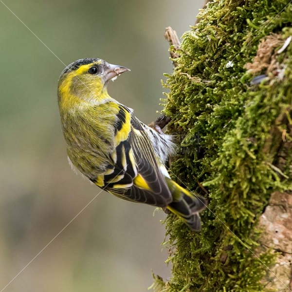 Klikni za ogled večje slike