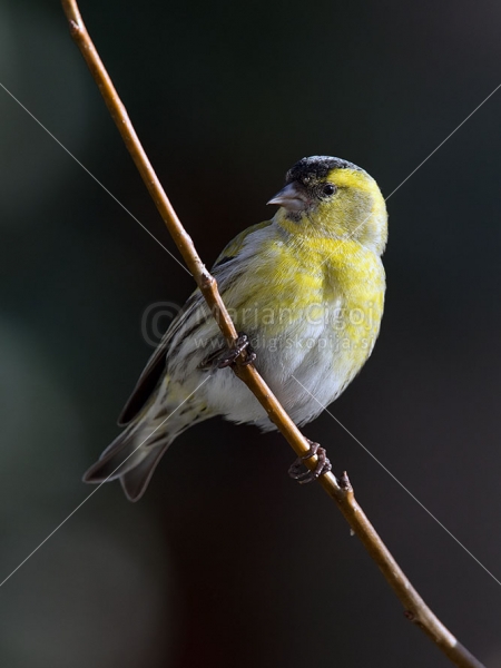 Klikni za ogled večje slike