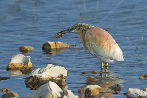 Klikni za ogled večje slike