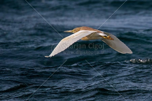 Klikni za ogled večje slike