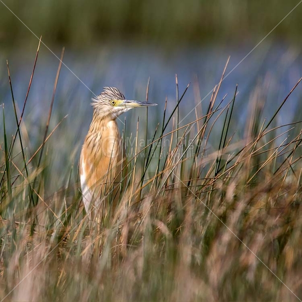 Klikni za ogled večje slike