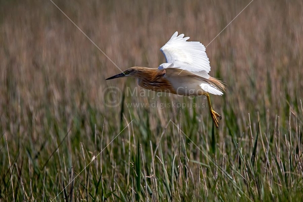 Klikni za ogled večje slike