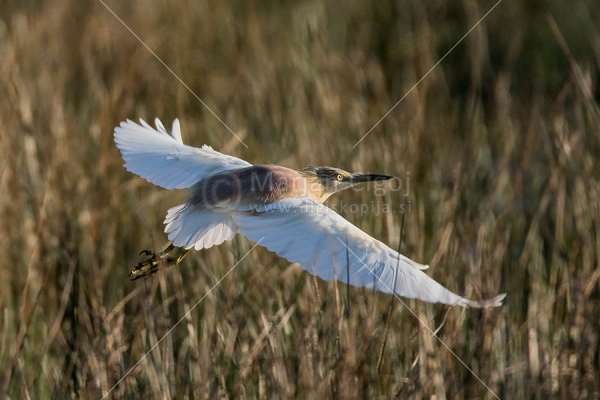 Klikni za ogled večje slike