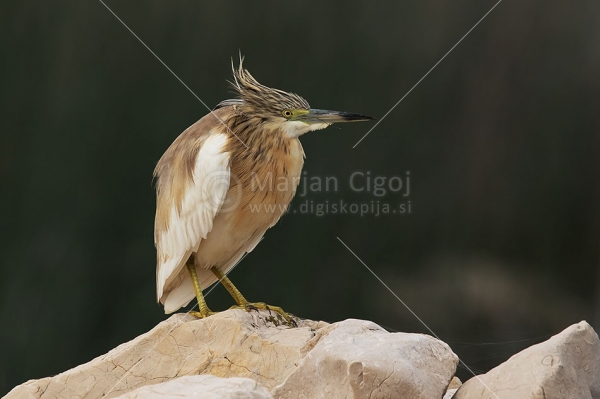 Klikni za ogled večje slike