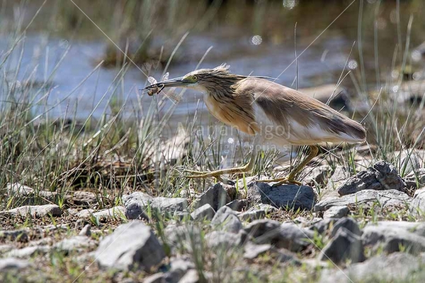 Klikni za ogled večje slike