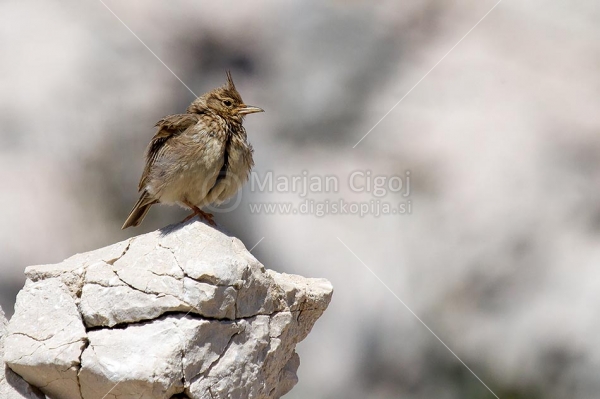 Klikni za ogled večje slike