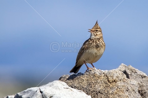 Klikni za ogled večje slike