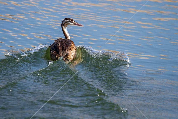 Klikni za ogled večje slike