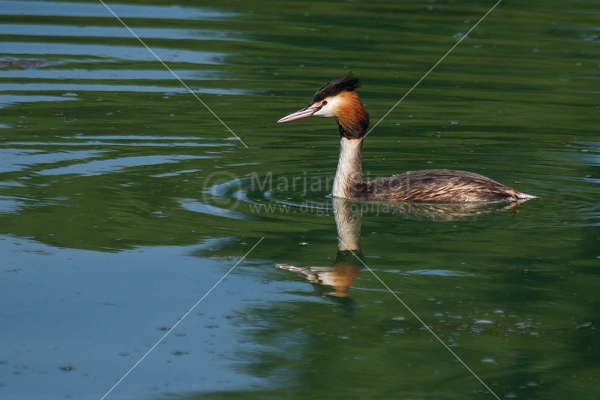 Klikni za ogled večje slike