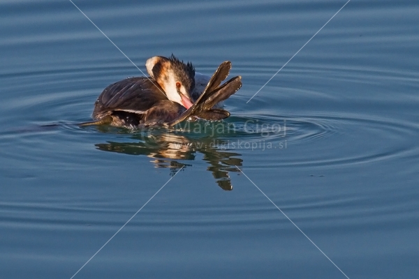 Klikni za ogled večje slike