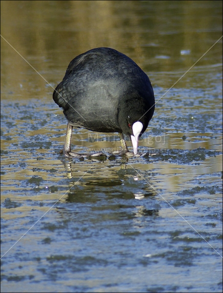 Klikni za ogled večje slike