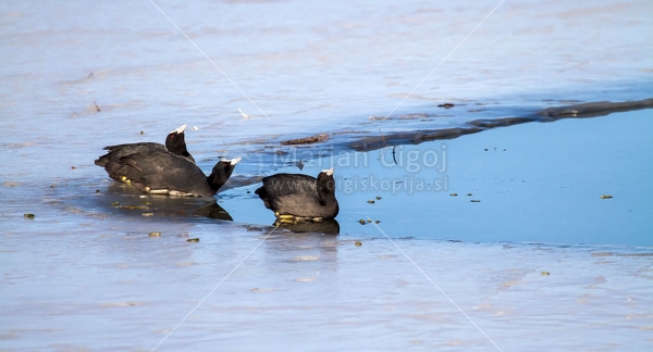 Klikni za ogled večje slike