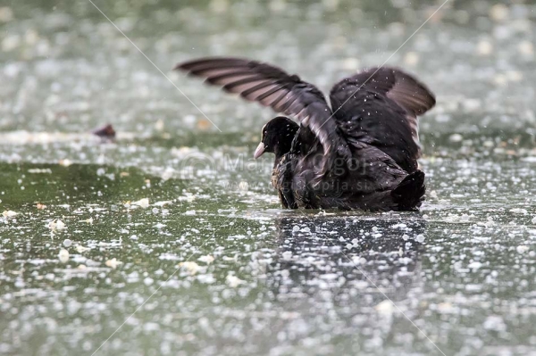 Klikni za ogled večje slike