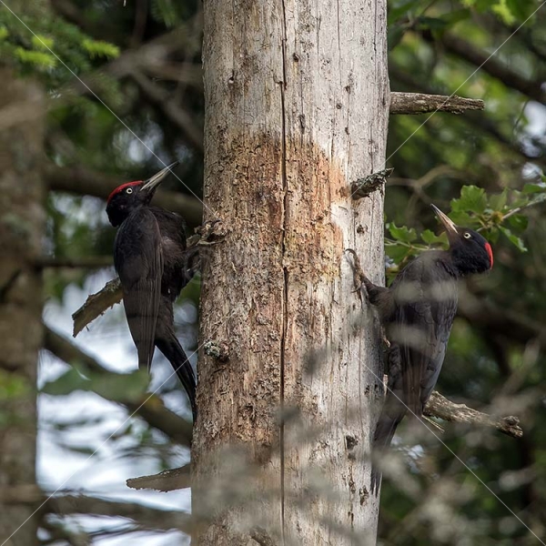 Klikni za ogled večje slike
