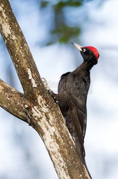 Klikni za ogled večje slike