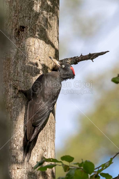 Klikni za ogled večje slike