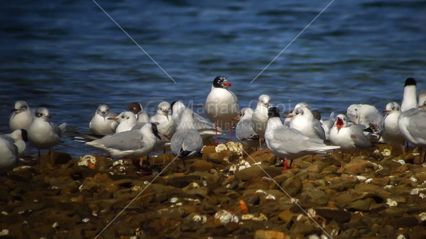 Klikni za ogled večje slike