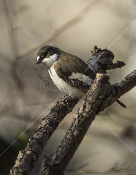 Klikni za ogled večje slike