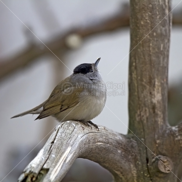Klikni za ogled večje slike