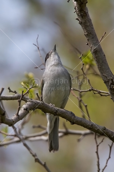 Klikni za ogled večje slike