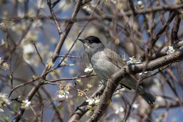 Klikni za ogled večje slike