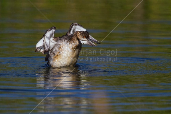 Klikni za ogled večje slike