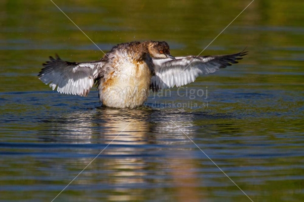 Klikni za ogled večje slike
