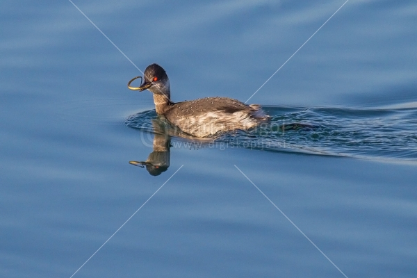 Klikni za ogled večje slike