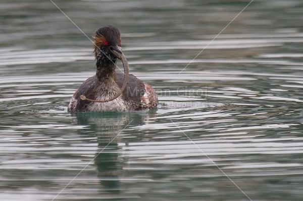 Klikni za ogled večje slike