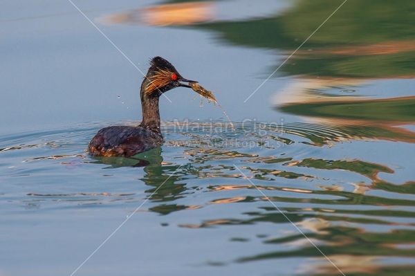 Klikni za ogled večje slike