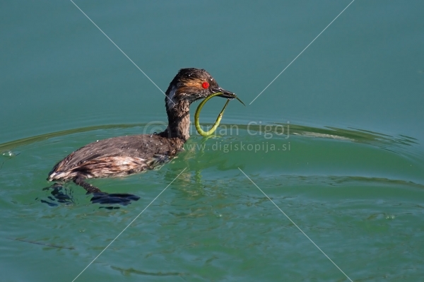 Klikni za ogled večje slike