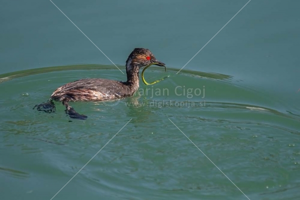 Klikni za ogled večje slike