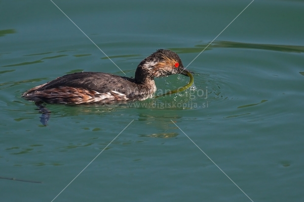 Klikni za ogled večje slike