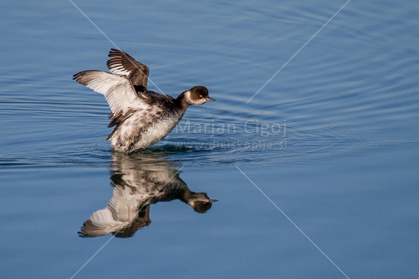 Klikni za ogled večje slike