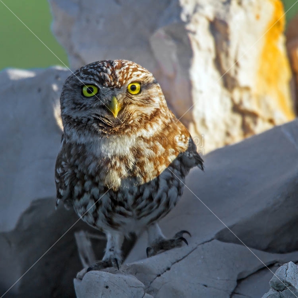 Klikni za ogled večje slike