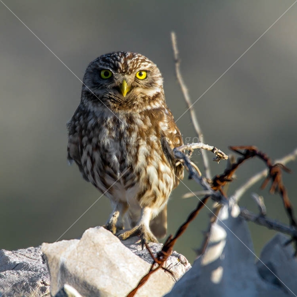 Klikni za ogled večje slike