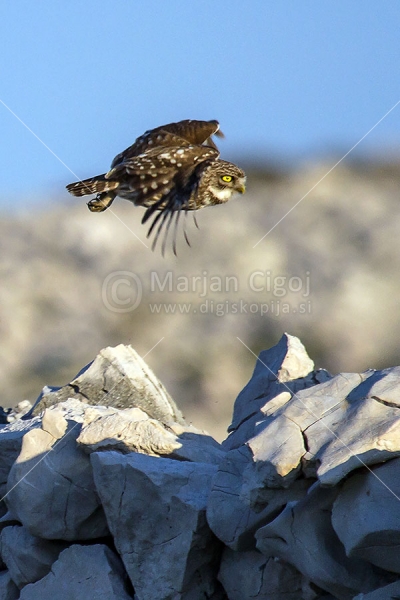 Klikni za ogled večje slike