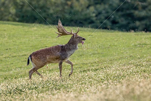 Klikni za ogled večje slike