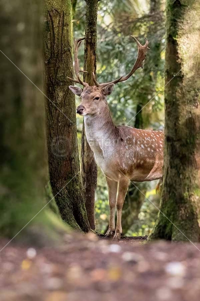 Klikni za ogled večje slike