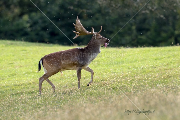 Klikni za ogled večje slike