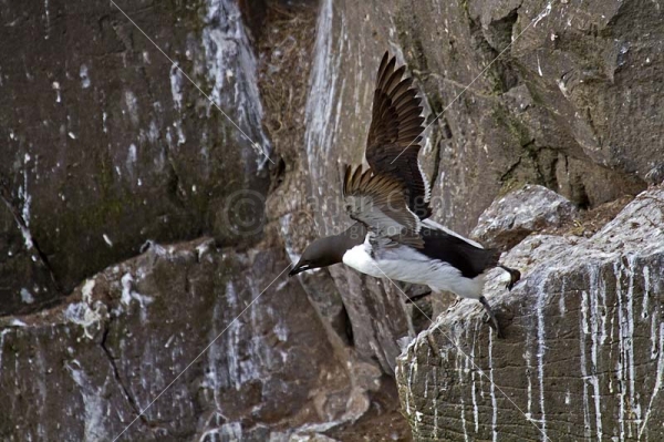 Klikni za ogled večje slike