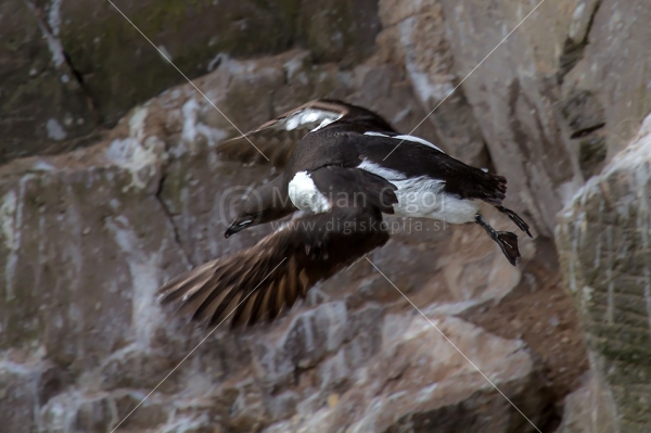 Klikni za ogled večje slike