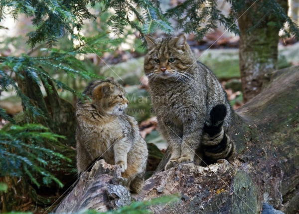 Klikni za ogled večje slike